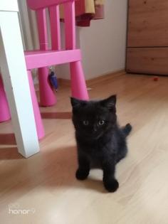 BKH Kitten suchen ein Zuhause