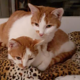 Claudio Lucia Wesley - Trio sucht dringend ein Zuhause aus dem Tierschutz