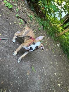 Boxer/Bulldoggen Mischling