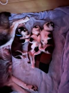 Sibirien Husky Welpen