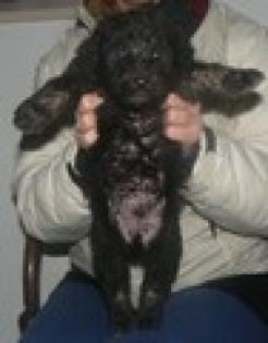 Truffee Griffon-Mischling männlich geb. Mitte 12/2012 voraussichtlich ca. 5