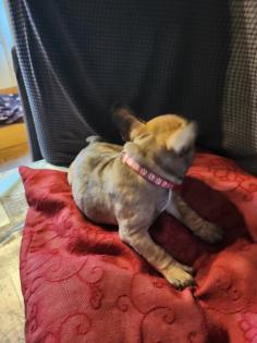 Französische Bulldoggen Baby s