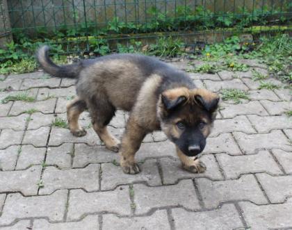 Ork Rüde Welpe Altdeutscher Schäferhund DDR Linien