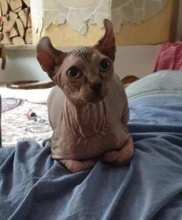 Sphynx Elf Katze Canadian Sphynx lilac lynx tabby mink 7Monate