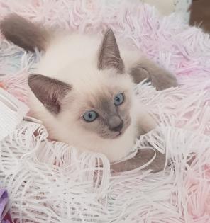 Siam / Thai Kitten Blue Point Babys Kätzchen