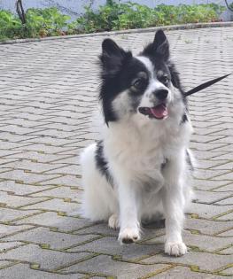Mittelspitz 10 5 Monate