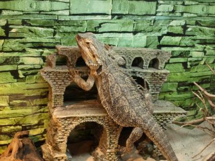 Verkaufe meine Bartagame mit Terrarium