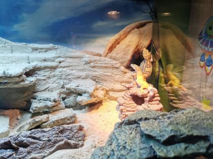 2 Leopardgeckos weiblich inklusive Terrarium