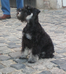 Zwergschnauzer Rüde
