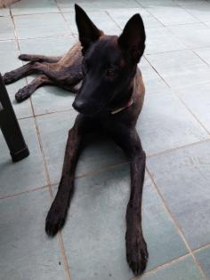 Malinois-Herder Hündin