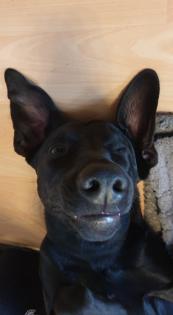Magyar Vizsla-Malinois Mix