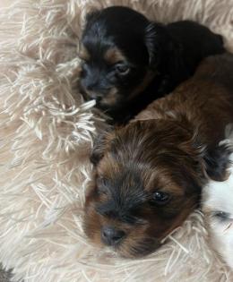 Biewer-Morkie-Havanesawelpen