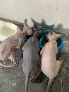 Don Sphinx Katzenbabys