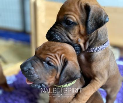 Wunderschöne red wheaten und dark red wheaten Rhodesian Ridgeback Welpen