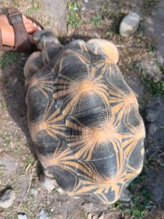 3. 5 Astrochelys radiata Zuchtgruppe