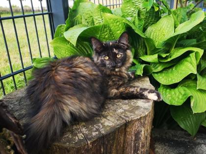 Norwegische Waldkatzen Kitten reinrassig - Babys mit Stammbaum