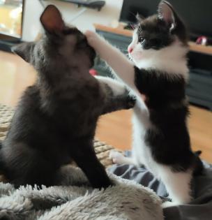 Kitten weiblich ab Oktober 23 abgabebereit
