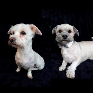 Matheo und Missty - lieb zutraulich