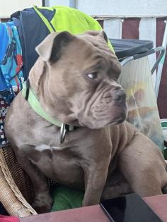 Old Englisch Bulldogge