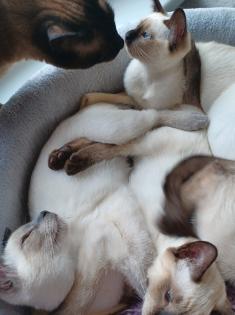 Siam / Thai Kitten Blue Point Babys Kätzchen. 1 Junge. Abgabebereit.