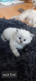 BKH Kitten ab 01. 07 2023