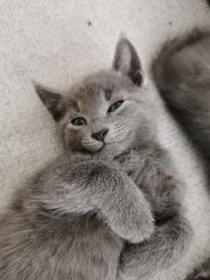 Russisch Blau Kitten sofort abgabebereit