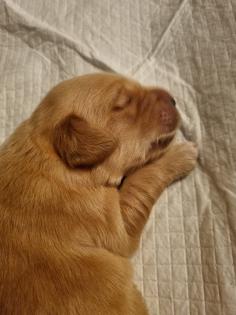 Deckrüde Golden-Retriever mit Erfahrung