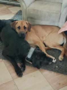 Deutsche Doggenwelpen