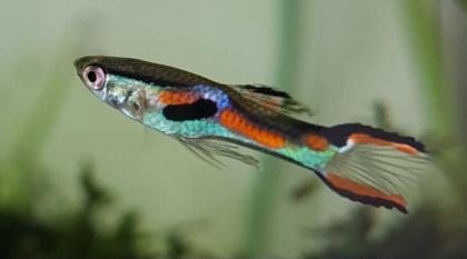 Endler Guppy Gruppe abzugeben nur noch bis 14. 07.