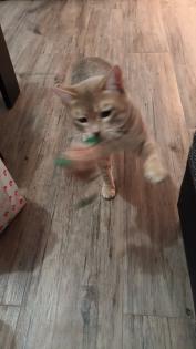 Süßer Bengal - Kater Balu sucht ein neues Zuhause