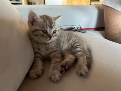 BKH Kitten