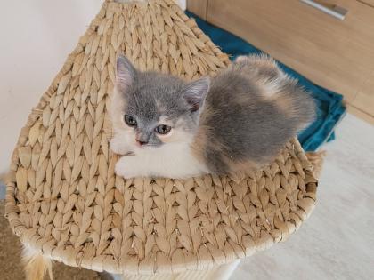 BKH Kitten reinrassig abholbereit