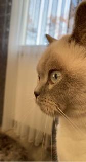 BKH Kitten Point 1 Männchen 1 Weibchen Eltern mit Stammbaum Ab Juli abzugeben