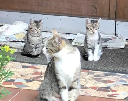 Katzenbabys 12 Wochen