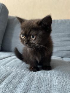 BKH kitten dürfen ins neue Zuhause