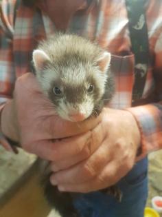 Frettchen Welpen 7 Wochen