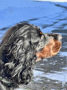 Wunderschöne Gordon Setter Welpen