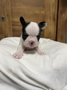 8 wunderschöne Französische Bulldoggen