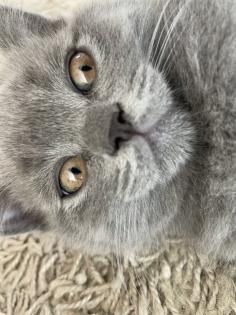 BKH Kitten Britisch Kurzhaar Katzenbabys Kitten