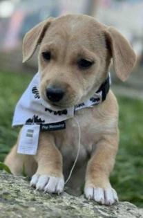 Monty - Bildhübscher Welpe Monty sucht Zuhause