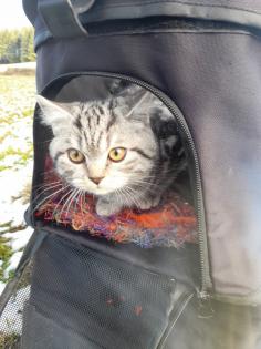 Zauberhafter kleiner BKH Kater mit Ahnentafel geimpft entwurmt gechipt kastriert aus HCM PKD