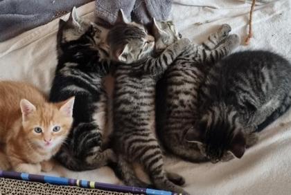 Bengal- BKH Mix Kitten abzugeben