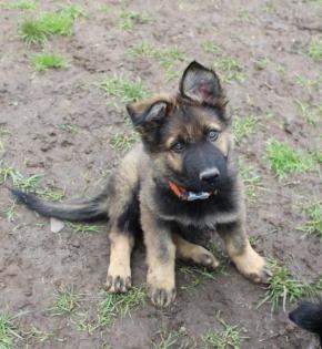 Ork Rüde Welpe Altdeutscher Schäferhund DDR Linien