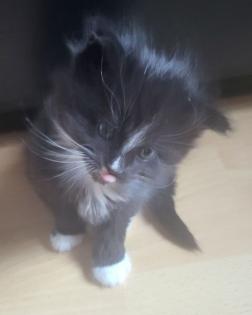 Norwegisch-sibirische Waldkatzenbabys 12 Wochen