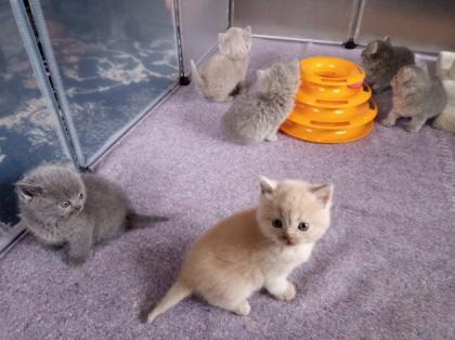Reinrassige süße Britisch-Kurzhaar Kitten warten auf Dich