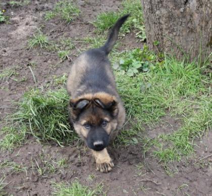 Ork Rüde Welpe Altdeutscher Schäferhund DDR Linien