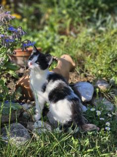 Katzenbabys Babykatzen Kätzchen Kitten Kater