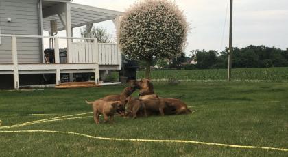 Hübsche Rhodesien Ridgeback Welpen