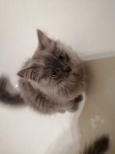 Chinchilla Perser Katze