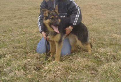 Typvoller Deutscher Schäferhund schwarz-braun